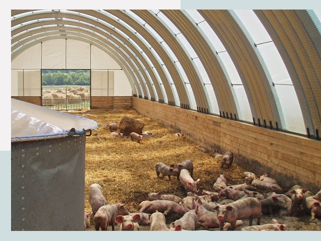 Строительство свинарников в Альметьевске